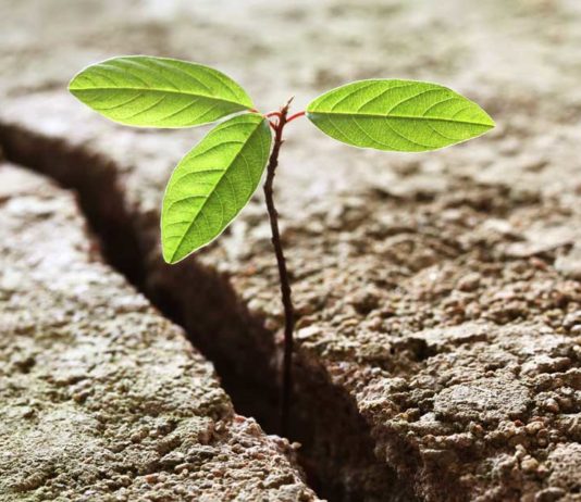 Como grandes corporações podem cooperar com o ecossitema de impacto?